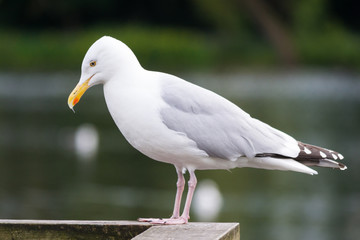Contemplative Herring Gull
