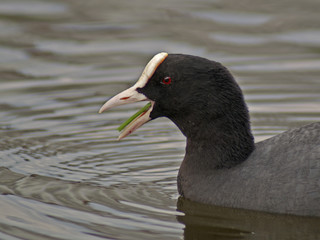 kaczka