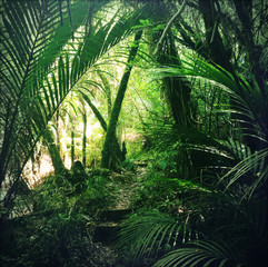 Green tropical forest jungle