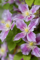 Fototapeta premium テッセンの花 縦 