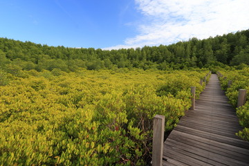 Fototapeta na wymiar Mangrove forest and wood bridge