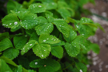 green leaves of strawberry under rain drops