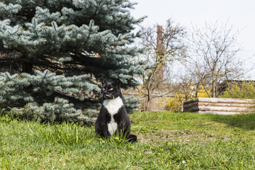 Obraz na płótnie Canvas Black and white cat sits in grass near Christmas tree