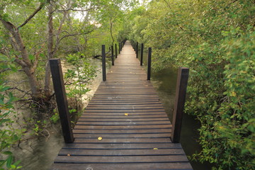 Obraz premium Mangrove forest and wood bridge