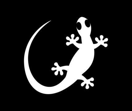 white lizard on black background
