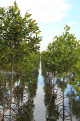 Obraz na płótnie Canvas Mangrove trees