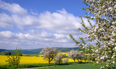 Apfelblüte und Raps