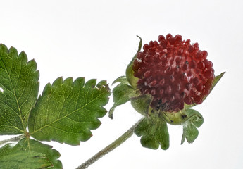 einzelne reife wilde Erdbeere auf Weiss