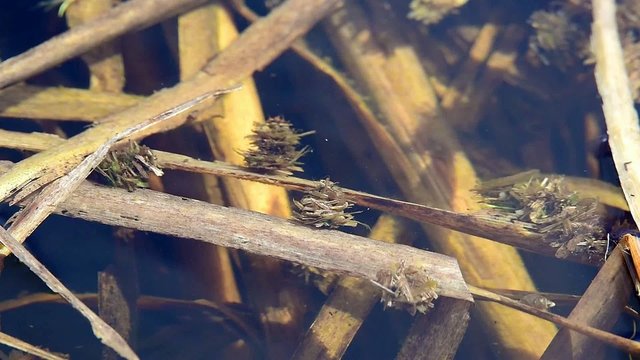 Caddisfly larvae in protective cases