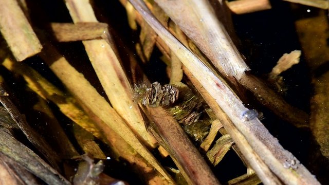 Caddisfly larvae & nightingale song
