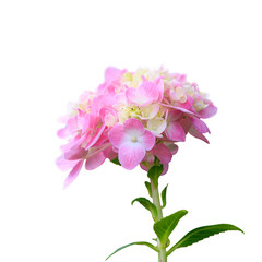 Hydrangea common names hydrangea or hortensia (Hydrangea macroph