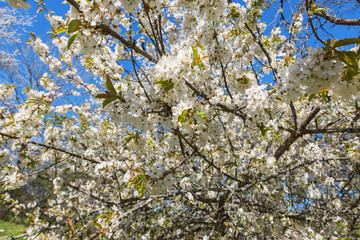 Blossoming cherry branches