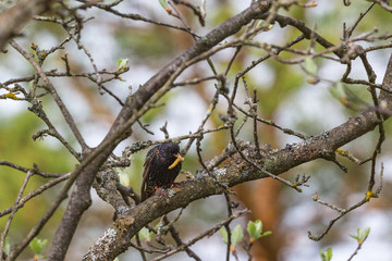 Starling with a caterpillar