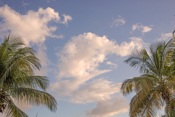 Fototapeta na wymiar Wolken und Palmen