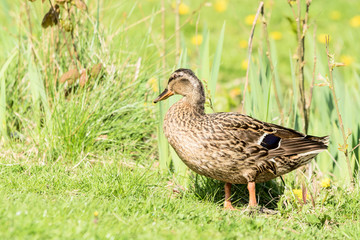 Mallard