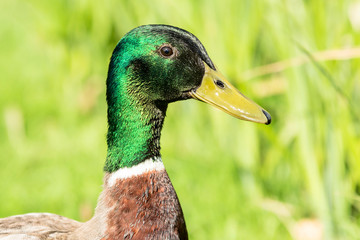 Mallard