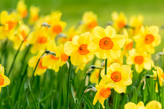 Fototapeta Narcissus