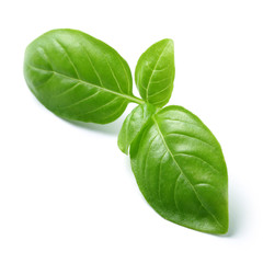 Fresh Basil