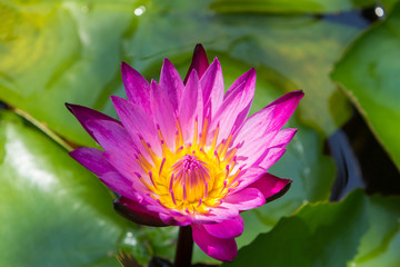 Closeup Lotus flower,water lily