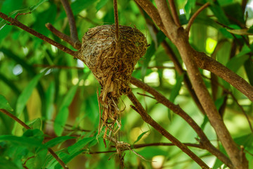 Bird nest