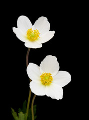 Naklejka na ściany i meble White anemone flowers