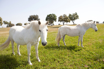 Obraz na płótnie Canvas Two white horses in the meadow