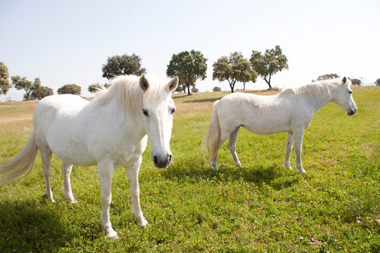 Two white horses in the meadow