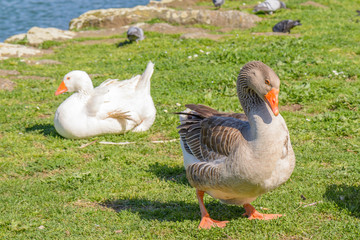 Ducks in garden