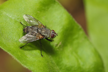 fly on the leaf