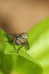 fly on the leaf