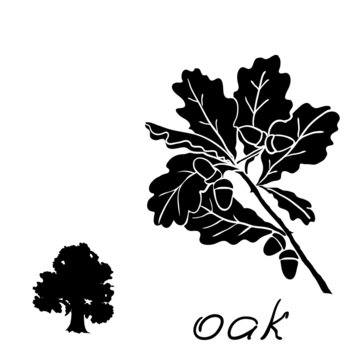 Set oak branches with leaves and acorns