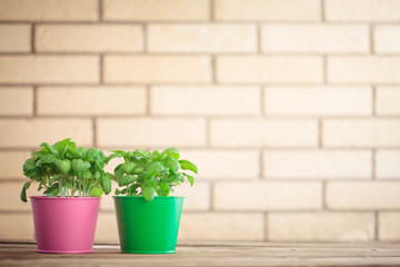 Basil plant in a pot