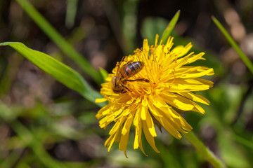 Abeille sur fleur de pissenlit