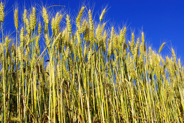 Obraz premium wheat