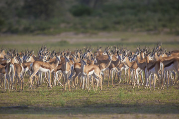 Herd of Springbok 