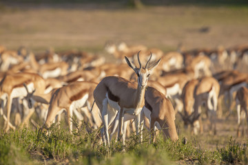 Antelope standing out from the herd