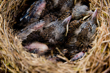 Blackbird youngs