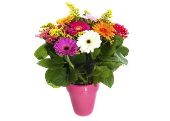 Gerbera gift