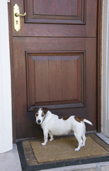 Jack Russell terrier waiting to get through a closed door
