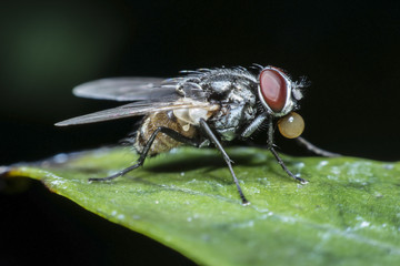 Flies cause diseases