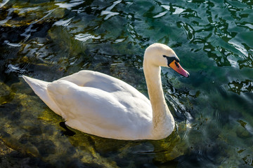 Naklejka premium Le cygne sur les quais de Rhône