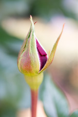 Obraz premium ばらの蕾