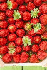 Frische reife Erdbeeren