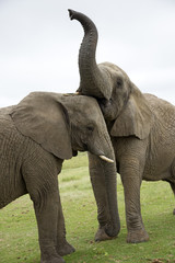 Playful young wild African elephants  South Africa