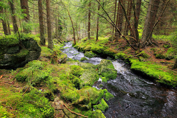 Fototapeta na wymiar Creek in Wilderness from Mountains Sumava, southern Bohemia