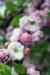 Obraz na płótnie Canvas Pink flowers. Blooming tree. Spring garden. 