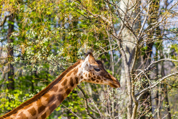 Girafe
