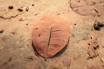 Dried leaves with the nature