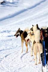 Husky Sled Dogs