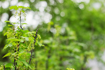 blossoming of blackcurrant